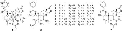 Microbial Transformation of neo-Clerodane Diterpenoid, Scutebarbatine F, by Streptomyces sp. CPCC 205437